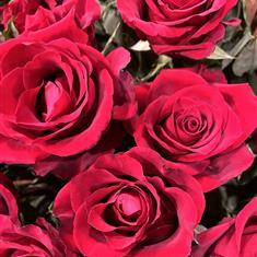 Six red roses hand toed