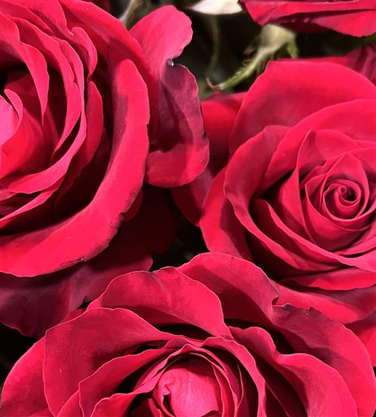 Six Roses Red Six red roses hand toed